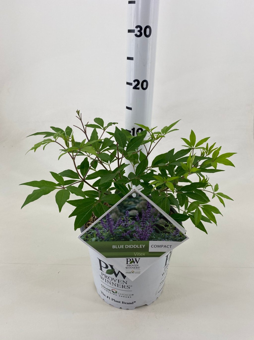 Vitex agnus-castus 'Blue Diddley' - C3 30-40 CM